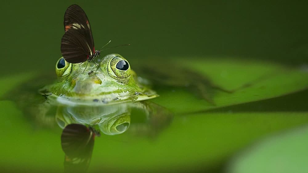 Umwelt, Naturschutz, Bau, Reaktorsicherheit